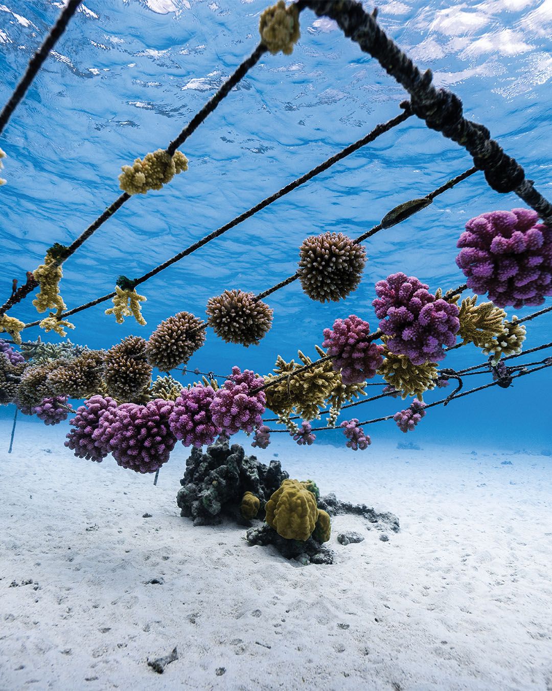 Marine Conservation Team